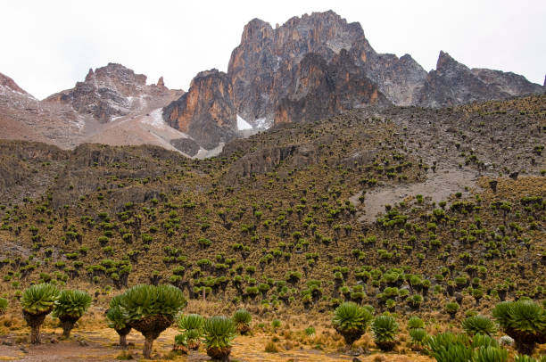 : A wide panoramic landscape of grassy plains under a clear morning sky, with the distant silhouette of Mount Kenya (Kĩrĩnyaga) visible along the horizon.