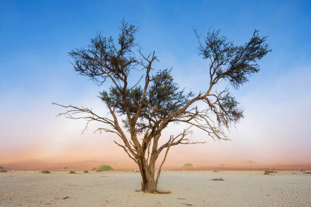 A striking high-contrast photograph of a solitary ancient African acacia tree standing in a desert landscape at dawn under a clear blue sky, framed by soft warm horizon light.